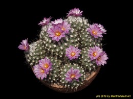 Turbinicarpus roseiflorus 628